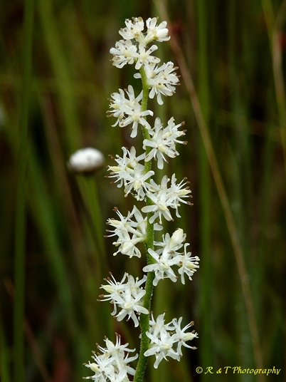 {Triantha racemosa}